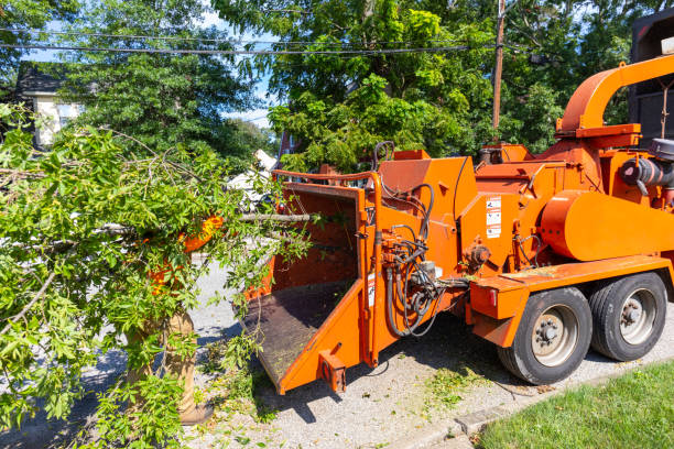 Best Arborist Services Near Me  in Tukwila, WA